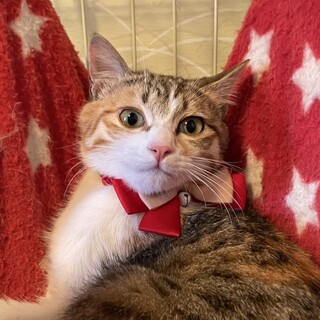 三毛のツンデレ♪いちごちゃん