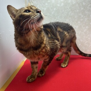 多頭飼育現場から救出！ひょろひょろベンガル❤ベン