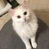 【5/11新橋】猫より人に甘えたい！仲良しペア サムネイル2