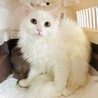 【5/11新橋】猫より人に甘えたい！仲良しペア サムネイル3