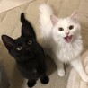 【5/11新橋】猫より人に甘えたい！仲良しペア サムネイル6