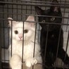 【5/11新橋】猫より人に甘えたい！仲良しペア サムネイル7