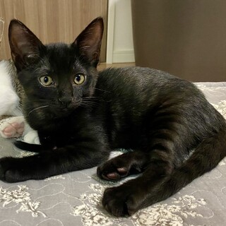 仔猫オス手術済み