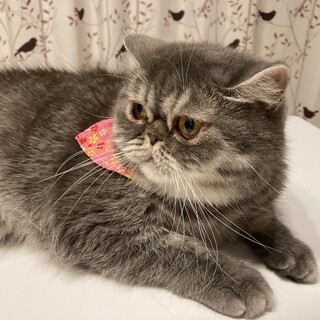 【4/13麻布十番】繊細な子✦ツンデレエキゾチック