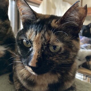 東海3兄妹　その1  スージー