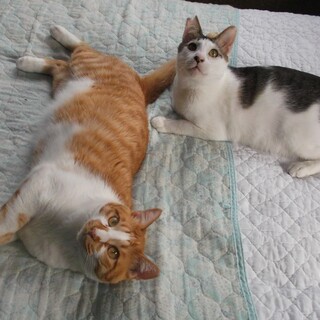 茶トラの「チャ君」とキジ白の「ポン君」です。