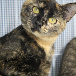 鮎（あゆ）ちゃん　推定１０か月　女の子