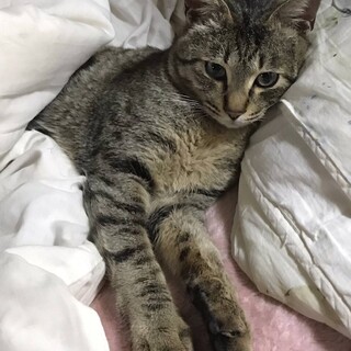 1歳9ヶ月　キジ猫　人懐こい　福くん