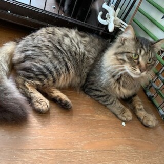 もふもふ半長毛ソイちゃん