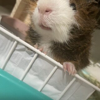 モルモット