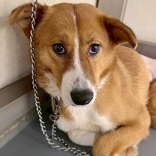 【相談中】3本脚でも幸せに！　ポーラちゃん