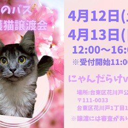 保護猫譲渡会@にゃんだらけvol.18