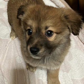 ４月５日譲渡会⭐︎ほのちゃん