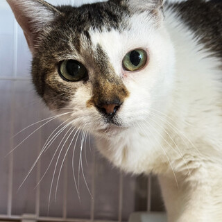 高知からやってきたキジ白♀すもも11歳