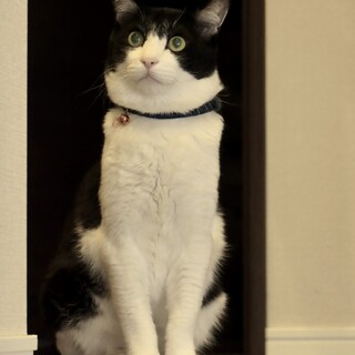 撫で撫で大好きヘルメットカット白黒ハチワレくん♂