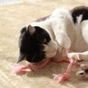 撫で撫で大好きヘルメットカット白黒ハチワレくん♂ サムネイル6