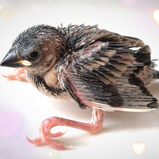 桜文鳥さんの里親募集