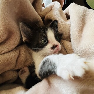 生後1ヶ月後半の子猫です