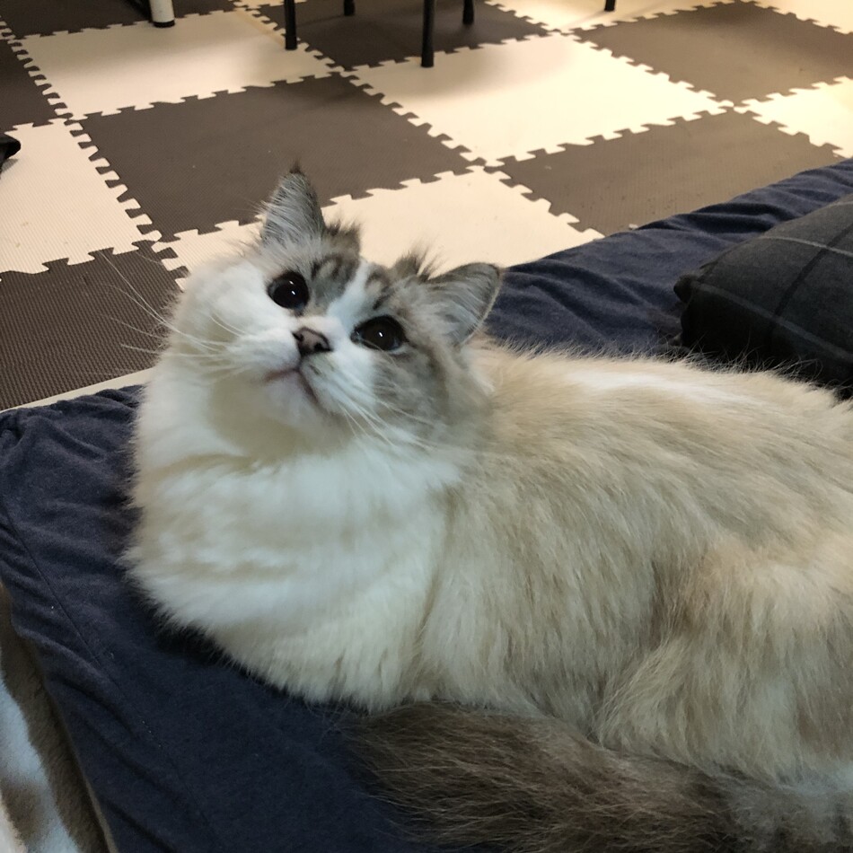 マーロン、イスクのカバー写真