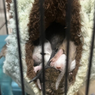 デグーの子供が生まれた為里親探してます