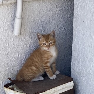 4.4（金）に見つけました。外にいる茶トラ　