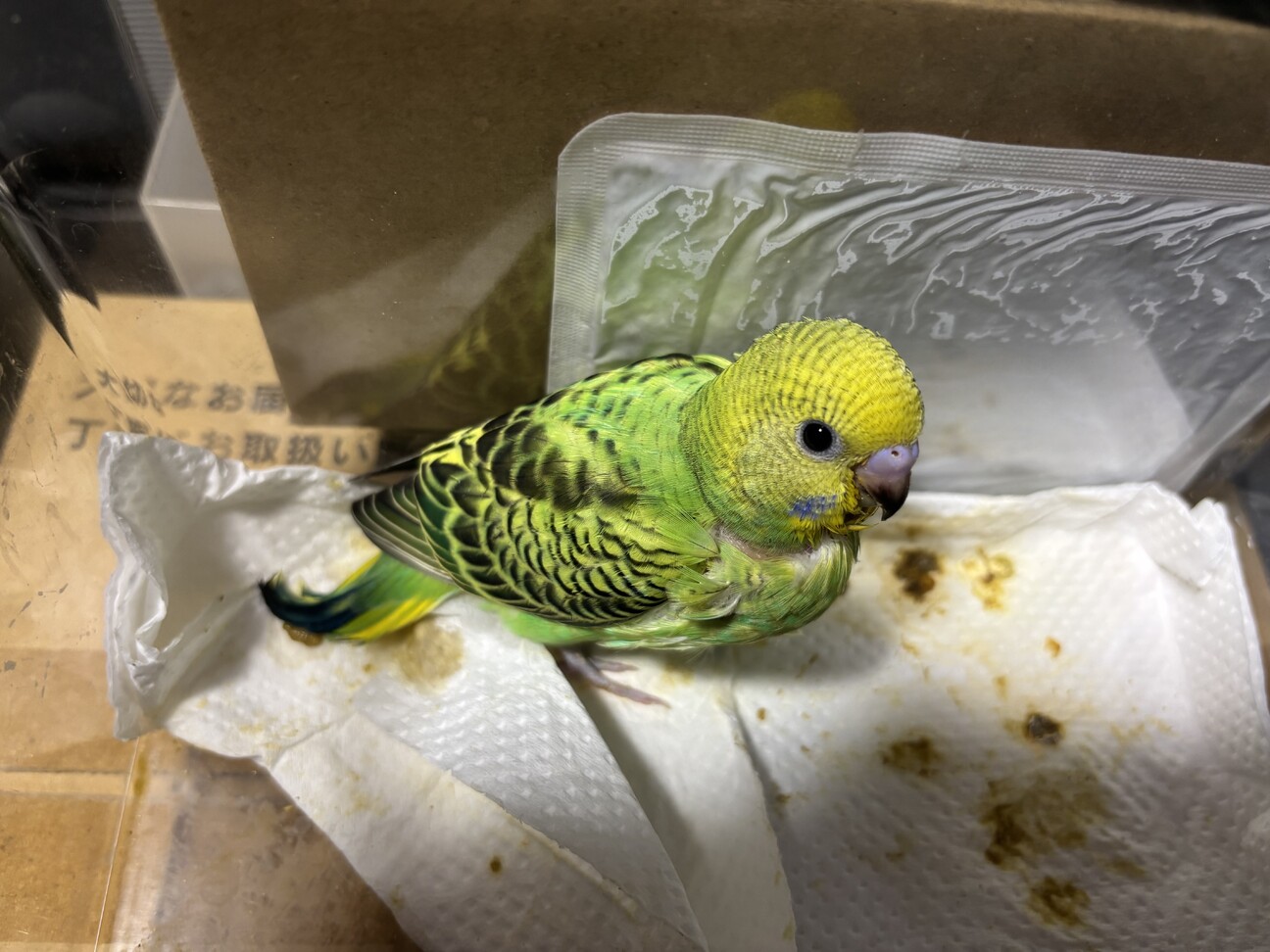 セキセイインコの雛ちゃん」神奈川県 - 鳥の里親募集(513338