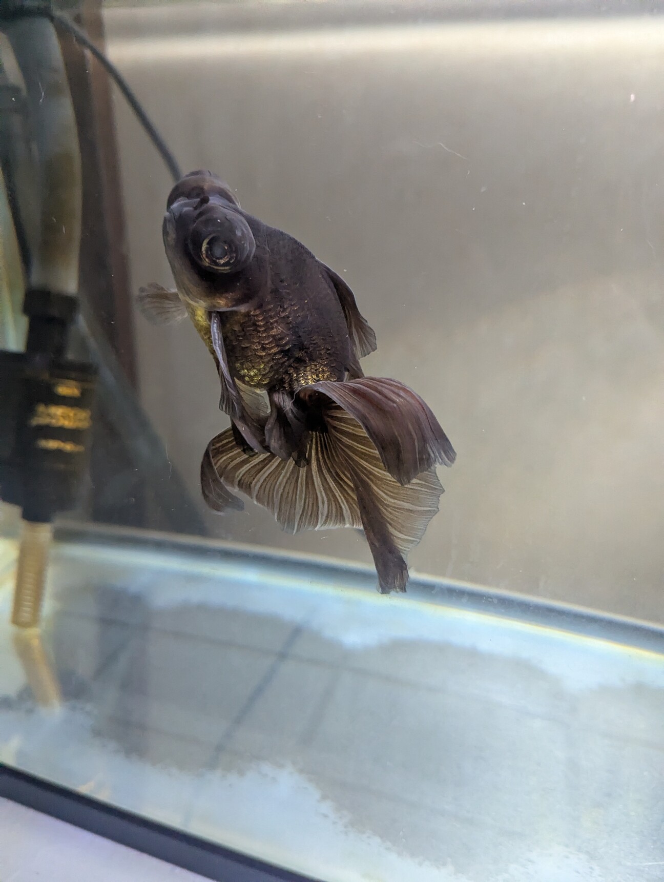 金魚の里親 1797423.jpg