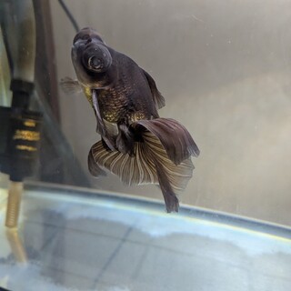 黒い 蝶尾 金魚