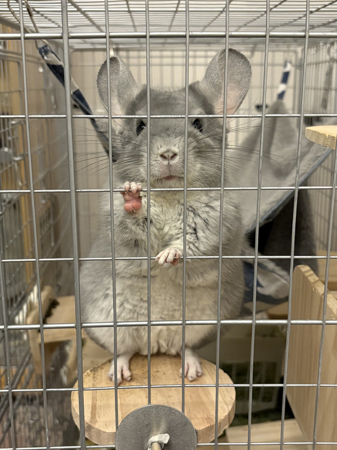 チンチラ1才メス 可愛が」高知県 - 小動物の里親募集(513343