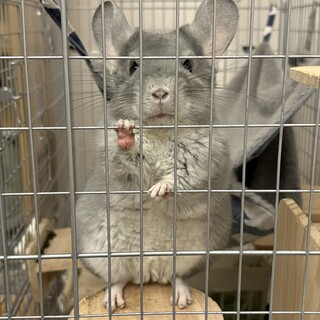 チンチラ1才メス　可愛がってくれる方を募集します。