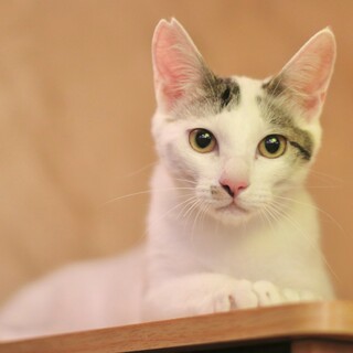 ちょっぴりストーカー？な甘えたボーイ