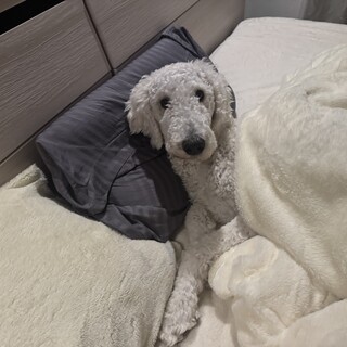 やんちゃなスタンダードプードルの男の子　1歳