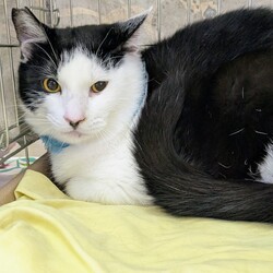 ねこの譲渡会/南生涯学習センター　