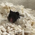 赤ちゃんハムスター