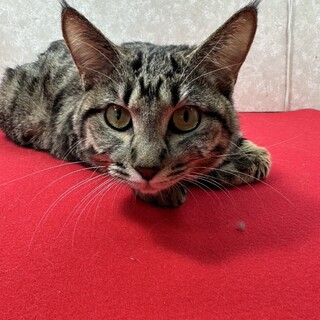 肉球に汗かきながら譲渡会！甘えっ子❤パルル