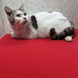 古風な顔立ち！温厚な性格！愛玩猫❤あられ