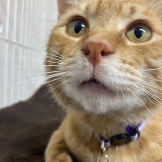 甘えん坊すぎる猫　チャトくん　5-6才　男の子