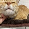 甘えん坊すぎる猫　チャトくん サムネイル2