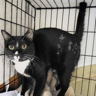 シロクロ【まある】のトライアル中です。