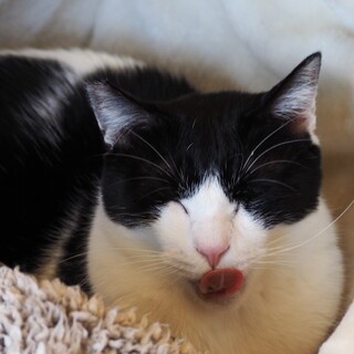 優しい八割れ猫はるくん