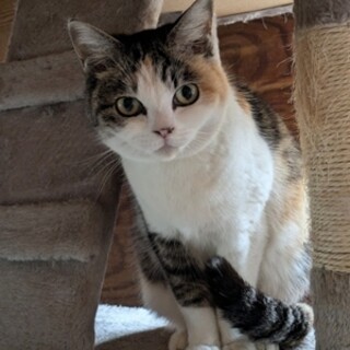 三毛猫のエリちゃん