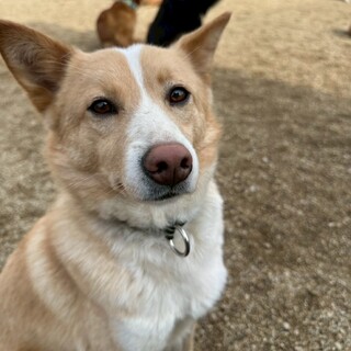 柴犬サイズの中型犬ミックス☆おかか君
