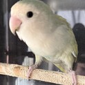 コザクラインコの男の子