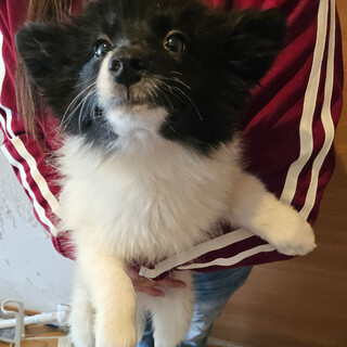 生後4ヶ月頃　こまち♀雑種