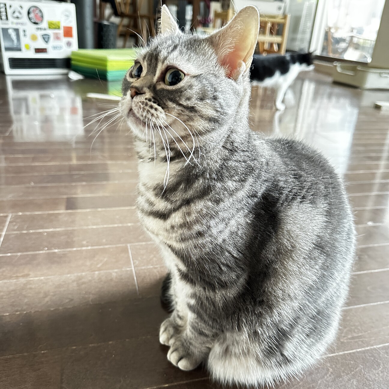 わがままボディで甘々女子」愛知県 - 猫の里親募集(513387