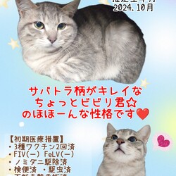 秘密結社ねこのひげ♡保護猫譲渡会 サムネイル2