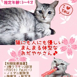 秘密結社ねこのひげ♡保護猫譲渡会 サムネイル3