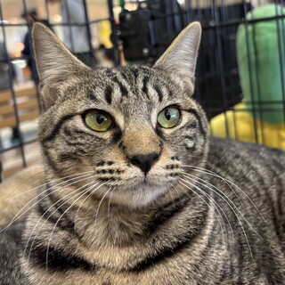 かわいいキジトラの女の子です