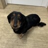 【里親さん決定しました】甘えん坊なダックス男の子 サムネイル6