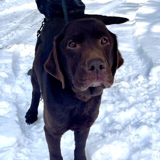 人大好きなチョコラブのジーバちゃん５歳